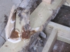 Joists laid on damp earth causing dry rot